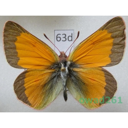 Colias meadii W.H. Edwards, 1871 male USA63d